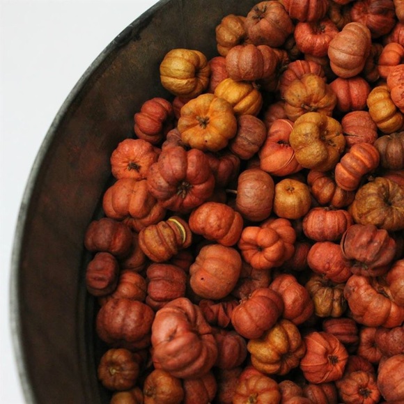 Mini Pumpkin Potpourri || Artisan Made || USA - Picture 5 of 5